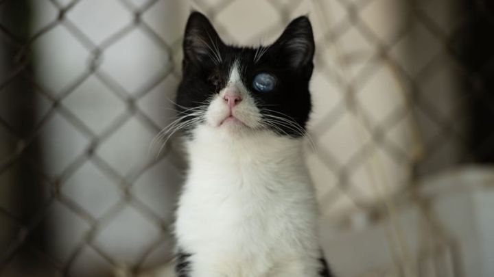 صورة من فريق STAR  حيوان تم إنقاذه