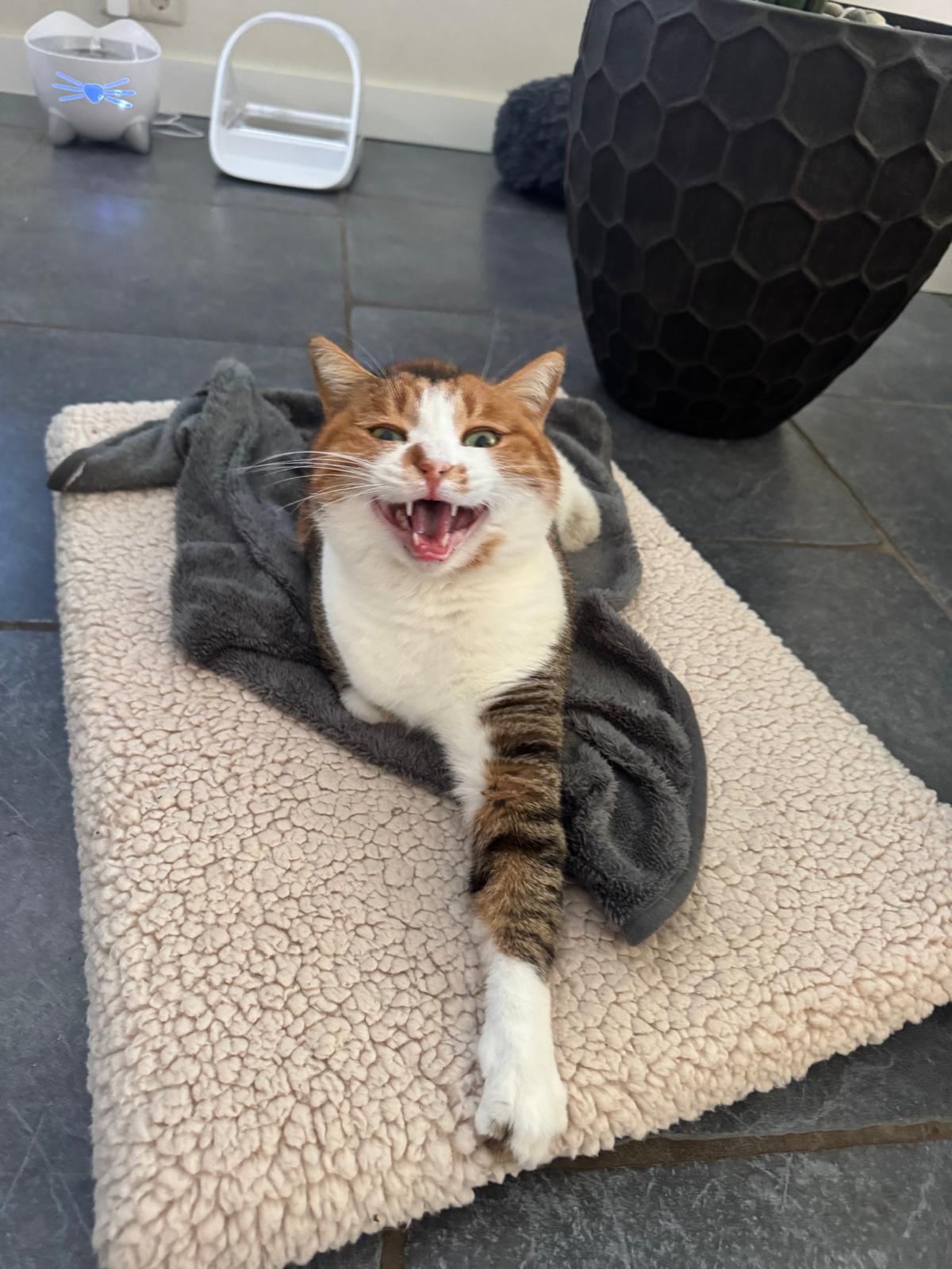 ستار - صورة إضافية للخبر: ✨🐾 من الألم إلى حياة مليئة بالحب 🐾✨