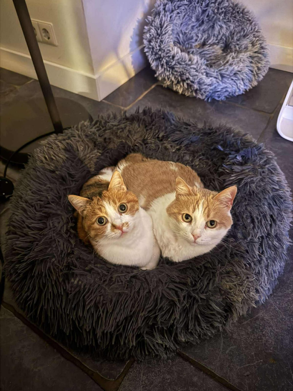 ستار - صورة إضافية للخبر: ✨🐾 من الألم إلى حياة مليئة بالحب 🐾✨