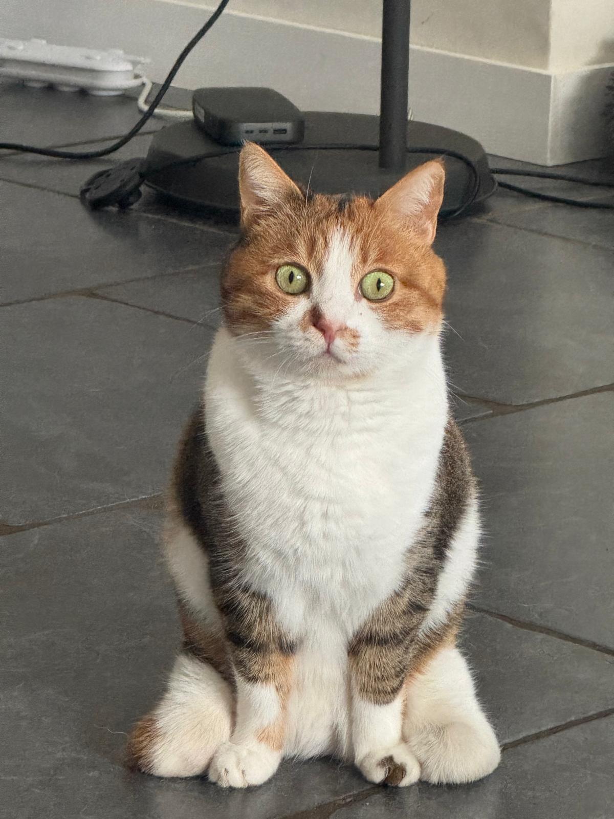 ستار - صورة إضافية للخبر: ✨🐾 من الألم إلى حياة مليئة بالحب 🐾✨