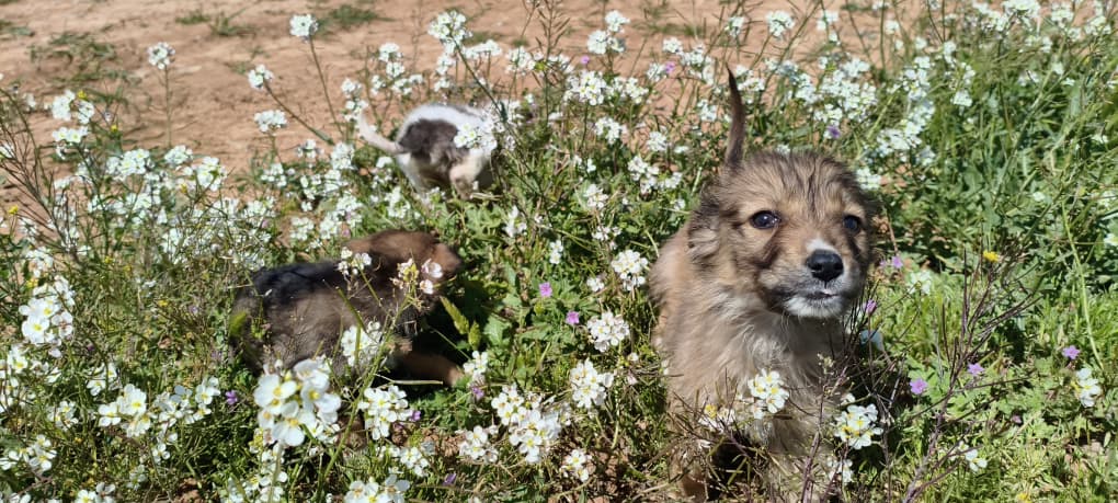 لحظات سعيدة لقططنا وكلابنا في منزلهم الجديد