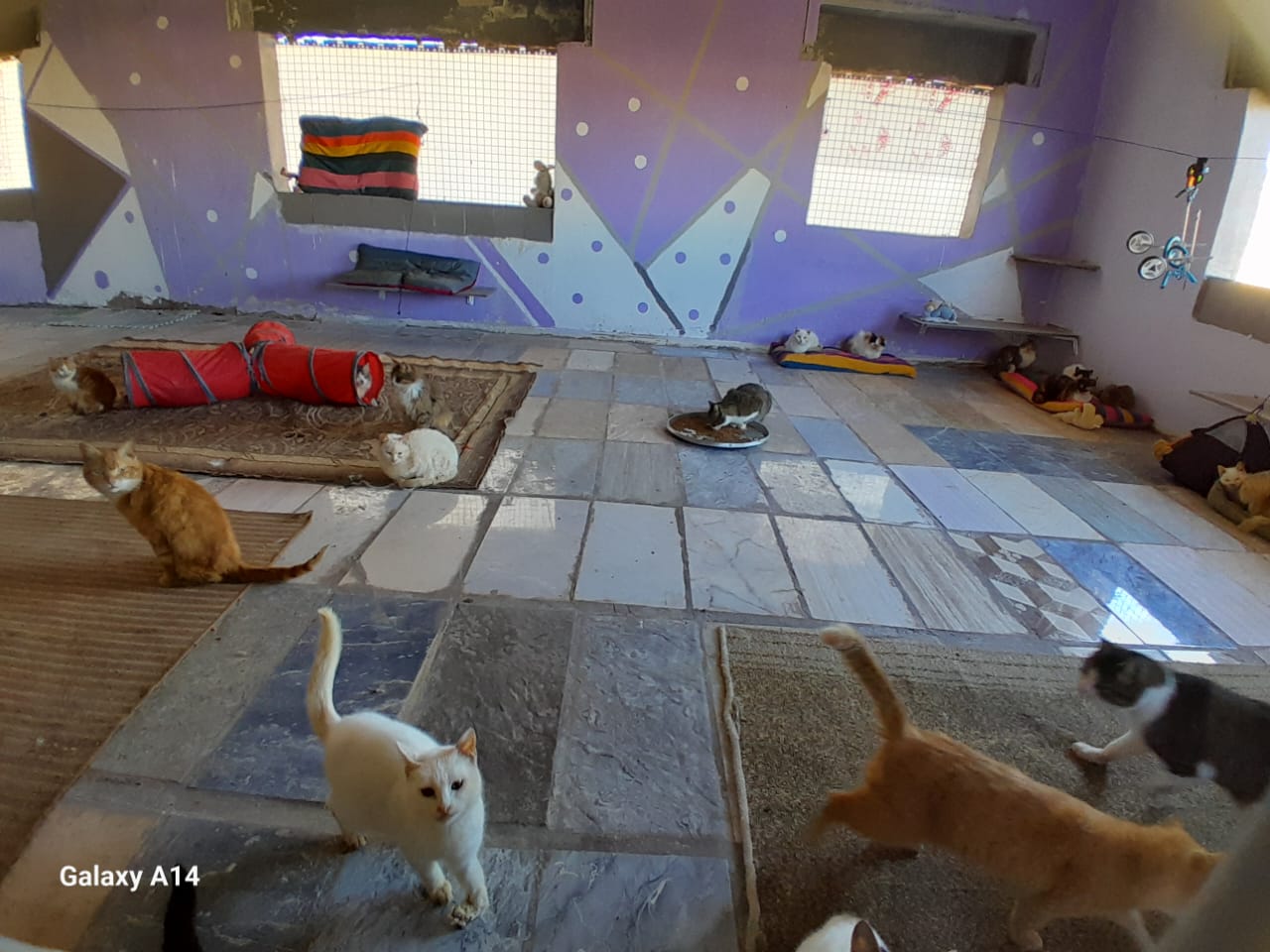 ستار - صورة إضافية للخبر: لحظات سعيدة لقططنا وكلابنا في منزلهم الجديد