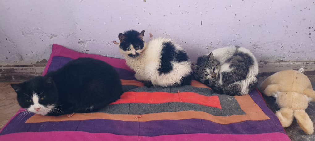 ستار - صورة إضافية للخبر: لحظات سعيدة لقططنا وكلابنا في منزلهم الجديد