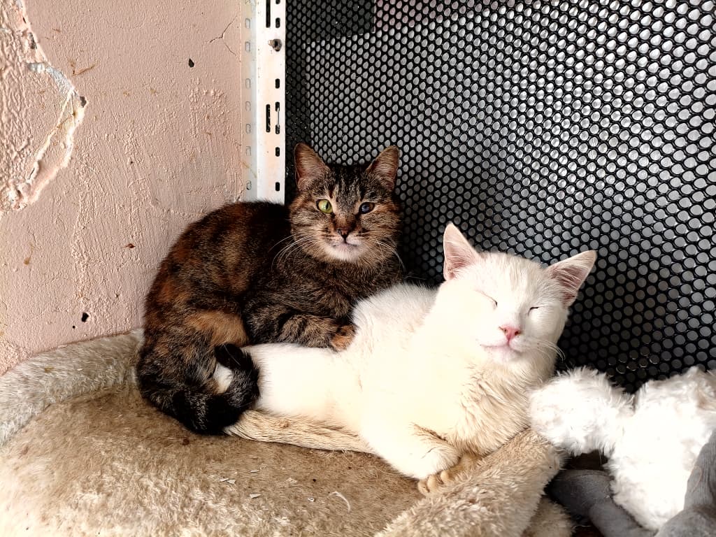 ستار - صورة إضافية للخبر: لحظات سعيدة لقططنا وكلابنا في منزلهم الجديد