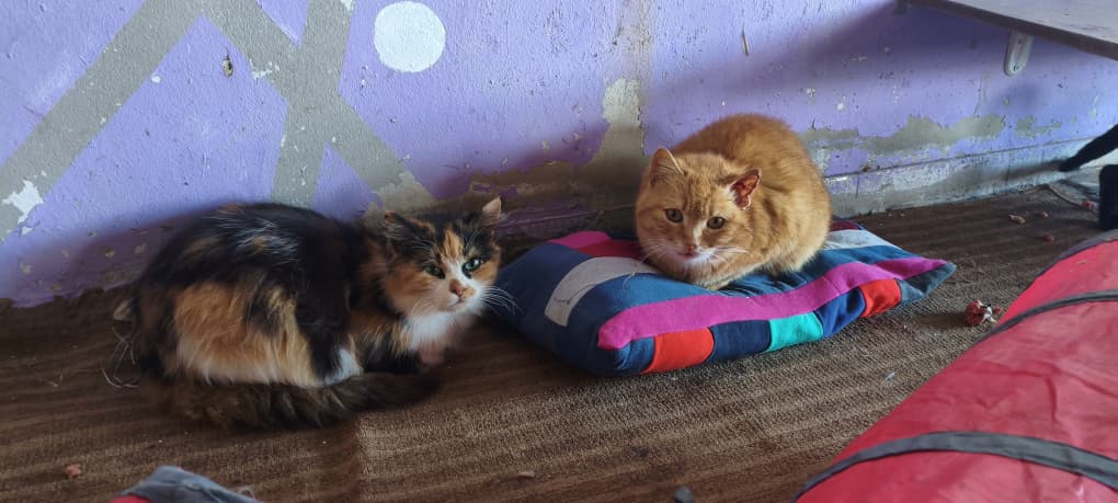 ستار - صورة إضافية للخبر: لحظات سعيدة لقططنا وكلابنا في منزلهم الجديد