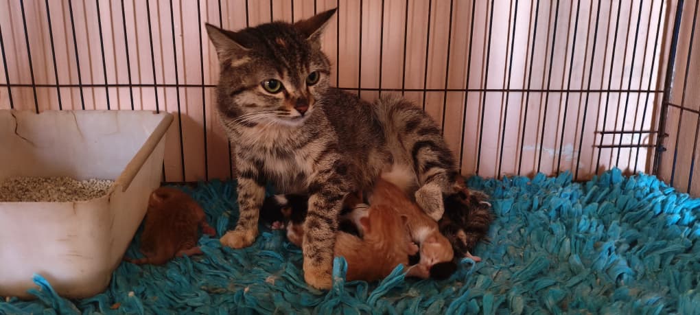 ستار - صورة إضافية للخبر: لحظات سعيدة لقططنا وكلابنا في منزلهم الجديد