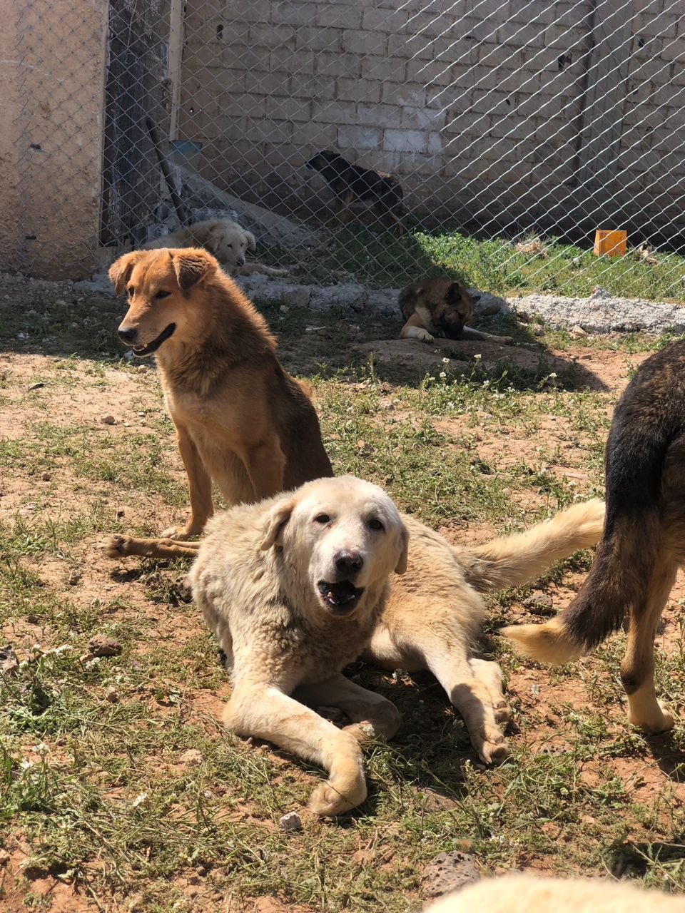 ستار - صورة إضافية للخبر: لحظات سعيدة لقططنا وكلابنا في منزلهم الجديد