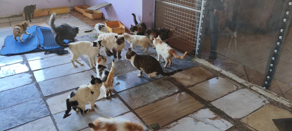 ستار - صورة إضافية للخبر: لحظات سعيدة لقططنا وكلابنا في منزلهم الجديد