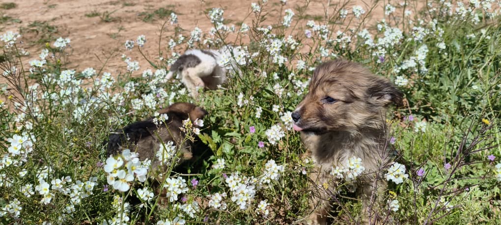 ستار - صورة إضافية للخبر: لحظات سعيدة لقططنا وكلابنا في منزلهم الجديد