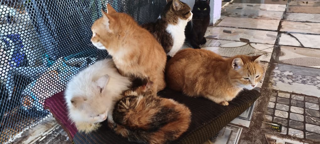 ستار - صورة إضافية للخبر: لحظات سعيدة لقططنا وكلابنا في منزلهم الجديد