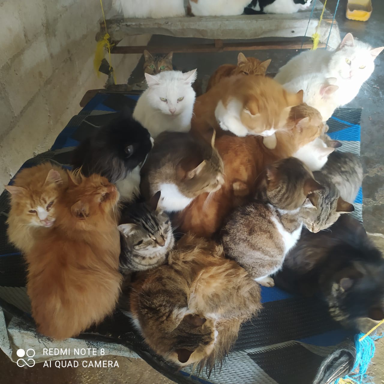 نشاطات: يوم مفتوح في الملجأ